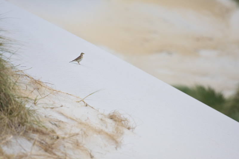 New Zealand Pipit On Sand Dune